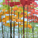 Tall trees 1