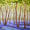 Bluebell Woods II