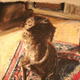 lola in shade