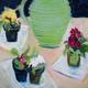 Green, glass plates…