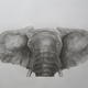 Elephant Head