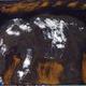 black elephant | £350(sold) | 26 x 32cm | oil and pigment on canvas black elephant