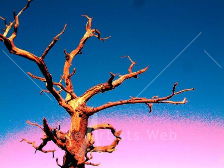 Old Tree