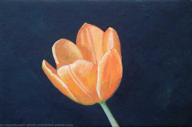Tulip
