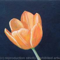 Tulip on Black