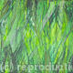 Barley Grass Abstract