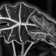 Alocasia Polly