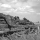 Wood Pile