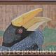 Hornbill