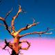 Old Tree