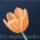 Tulip on Black