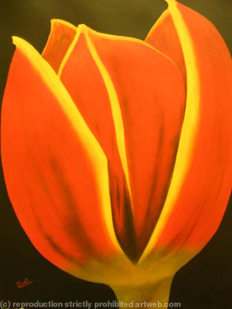 Tulip