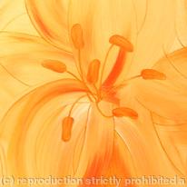 Orange Lilies