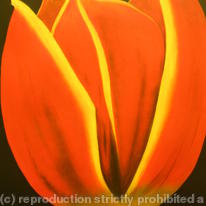 Tulip