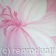 Pink Lily