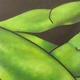 Green Adonis