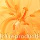 Orange Lilies