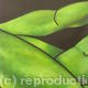 Green Adonis