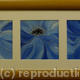 Blue Poppies (One-frame…