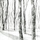Forest Lightning | £36 | | Pencil on Card Forest Lightning