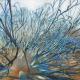 Animate Flare | £32 | 30 x 21cm | Oil Pastel on Card Animate Flare
