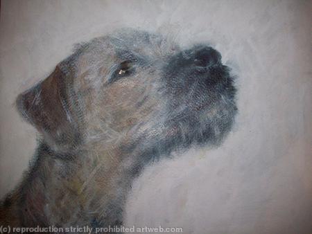 Border Terrier Puppy