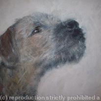 Border Terrier Puppy