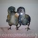 Wee Chicks | (sold) | | Acrylic Wee Chicks