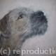 Border Terrier Puppy