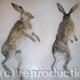 Showtime Boxing Hares