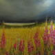 Landscape 5