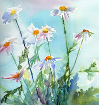 Daisies