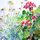 Daisies and Geraniums