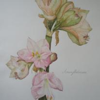Amaryllis