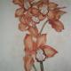 Orchid