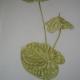 Anthurium