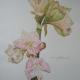 Amaryllis