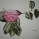 Camellia Japonica