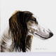 Zak-my lovely boy