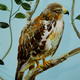 bird mural 099