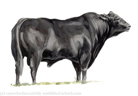 Aberdeen Angus Bull
