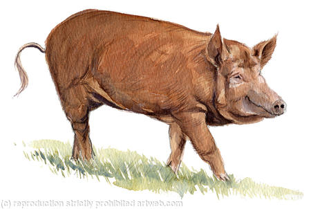 Tamworth Pig