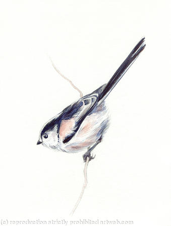 Long Tailed Tit