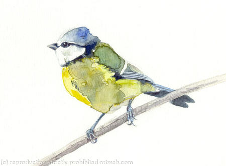 Blue Tit