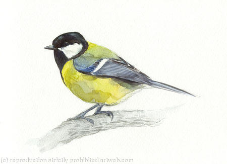 Great Tit