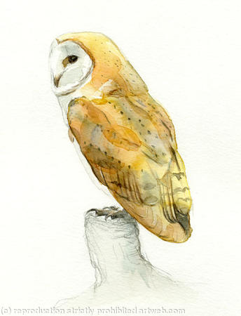 Barn Owl