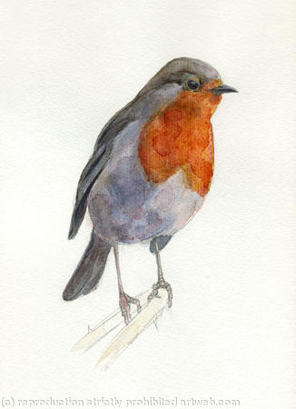 Robin