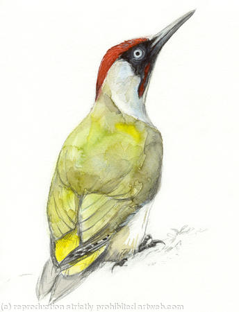 Green Woodpecker