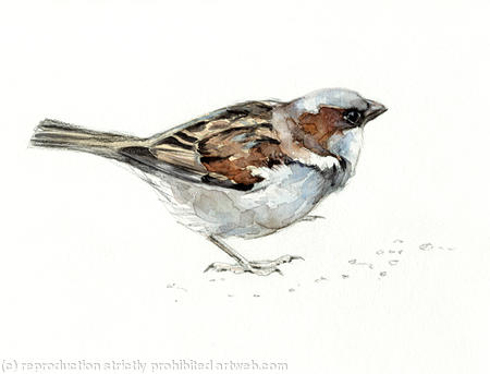 House Sparrow