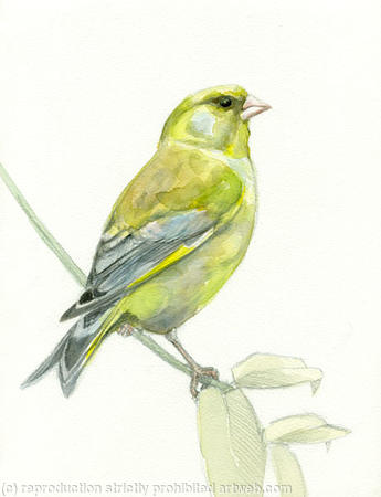 Greenfinch